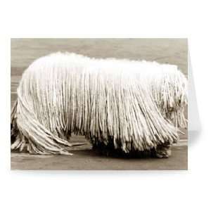 Puli dog   long hair in dreadlocks unusual.   Greeting Card (Pack of 2 