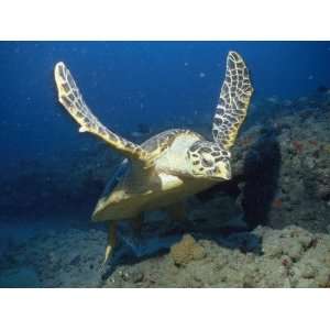  A Hawksbill Turtle Swims Just Above the Seafloor with 
