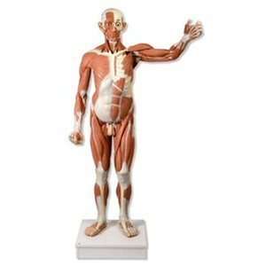  Life size Male Muscular Figure, 37 part Health & Personal 