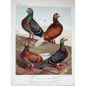  1874 Pigeon Short Faced Show Antwerps Flying Birds