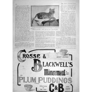  1905 BABS BABY TIGER HIPPODROME CROSSE BLACKWELL PLUM 