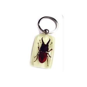  Real Genuine Stag Beetle Glow in Dark Lucite Keychain 