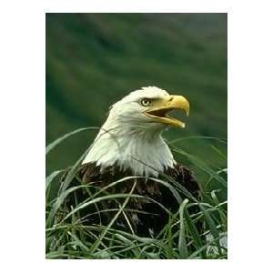  EAGLE 9112 CROSS STITCH CHART