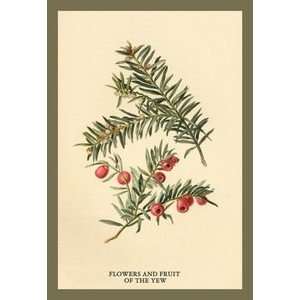 Flowers and Fruit of the Yew   12x18 Framed Print in Gold Frame (17x23 