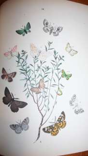 1882~European Butterflies & Moths~61 Plates~Lithographs 