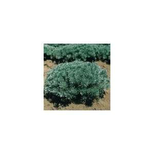  Artemisia Silver Mound Plant Patio, Lawn & Garden
