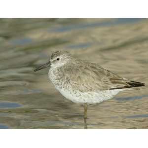  Red Knot, Calidris Canutus, North America Photographic 