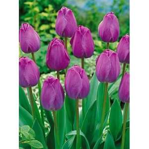  Tulip   Triumph   Attila Patio, Lawn & Garden