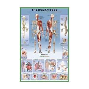  The Human Body Poster