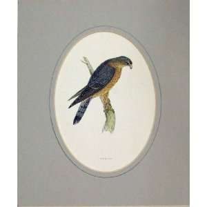 1860 Hand Coloured Antique Print Bird Prey Merlin
