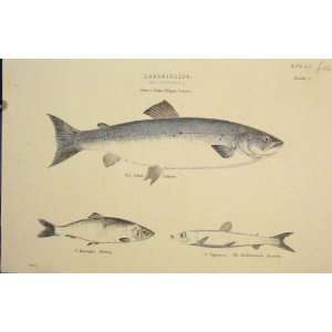  Abdominales Salmon Herring Argentine Fish Old Print