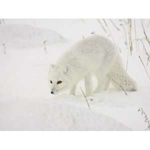 Arctic Fox (Alopex Lagopus) in Snow, Churchill, Manitoba, Canada 