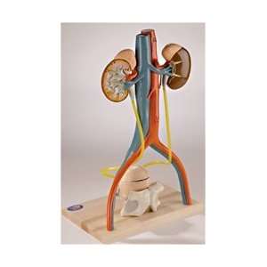  Deluxe Urinary System Model