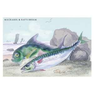  Mackarel and Rays Bream 20x30 poster