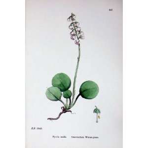 Botany Plants C1902 Intermediate Winter Green Pyrola
