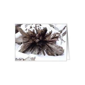  Winter beauty   Snowy driftwood Card Health & Personal 