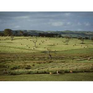 Farmland Near Willunga, Fleurieu Peninsula, South of Adelaide, South 