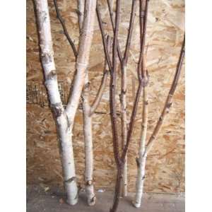  Birch Forked Limbs 5  3 to 4 tall