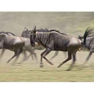  Blue Wildebeest Herd Running, Ngorongoro Conservation Area 