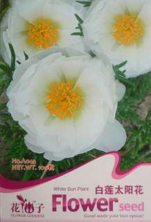 A043 Flower Seed White sun Plant Portulaca Grandiflora  