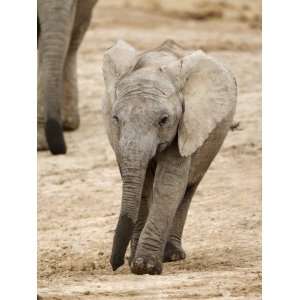  African Elephant, Calf, Addo Elephant National Park, South 