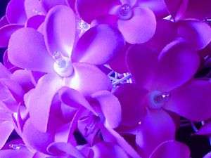 Purple Frangipani Fairy Flower Light String 3.5M 35L  