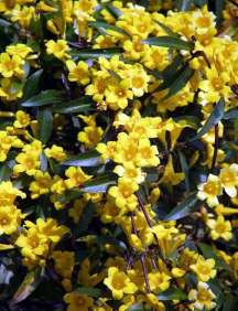 Yellow flowers Jasmine Carolina   G. Sempervirens   vine plant 