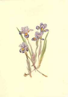 Original 1925 Mary Vaux Walcott Print, #13 Vernal Iris  