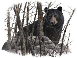 WILDLIFE AWESOME BLACK BEAR SWEATSHIRT SIZES/COLORS  