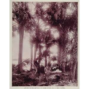 1893 Palmettos Palms Halifax River Bank Florida Print   Original 