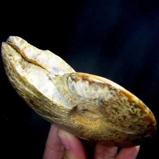 96mm Ammonite Fossil Cut In Half,Africa ammd9ixa187  