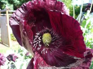 Heirloom Turkish Papaver Somniferum Poppy Seeds   Dark Purple   Royal 