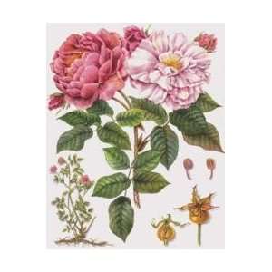 The Sweetness of the Rose artist Petula Stone 9x11
