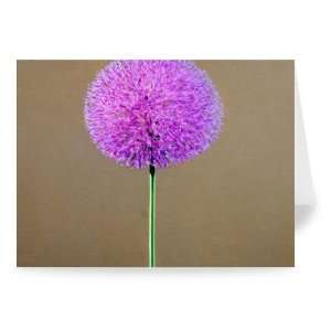  Alium (oil on canvas) by Lincoln Seligman   Greeting Card 