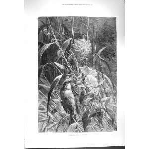  1879 WARBLING TENDER ROUNDELAY BIRDS NEST TREE PRINT