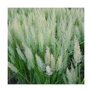  Calamagrostis brachytricha   Korean Feather Reed Grass 