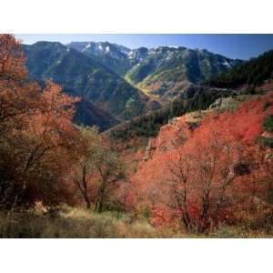 Maples on Slopes above Logan Canyon, Bear River Range, Wasatch Cache 