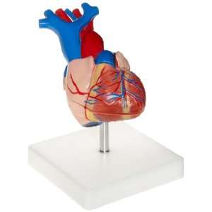 American Educational 7 1415 Heavy Duty Plastic Heart Model  