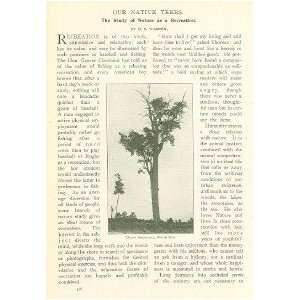 1902 American Trees White Elm Pin Oak Sugar Maple