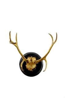 BIG SALE GREAT HALL STAG ANTLER WALL PLAQUE WALL MOUNT  