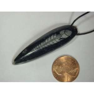  Orthoceras Nautiloid Fossil Pendant Necklace Jewelry with 