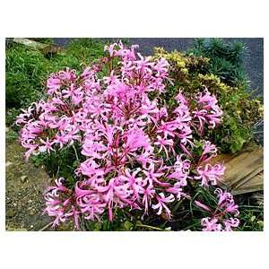  2 Nerine Bowdenii Spider Lily Flower Bulbs, Large Patio 