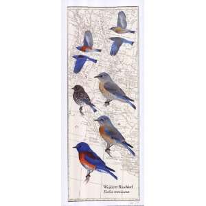  Western Bluebird   Poster by David Sibley (8x20)