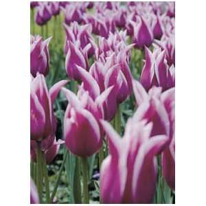 10 CLAUDIA LILY FLOWERING TULIP FLOWER Grocery & Gourmet Food