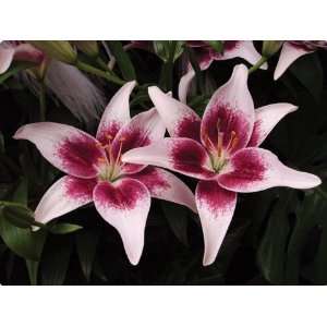   Strawberries & Cream Tango Lily 2 Bulbs   NEW Patio, Lawn & Garden