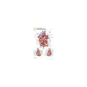 Heart Anatomy Chart Self Adhering