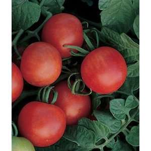  Tomato, Gardeners Delight Organic 1 Pkt. Patio, Lawn 