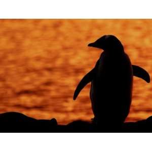  Silhouette of Gentoo Penguin at Sunset, Antarctica Animal 