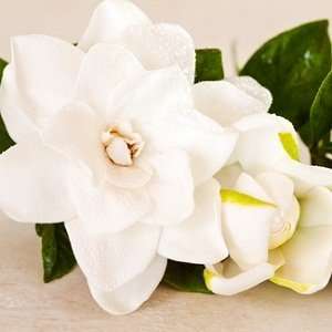 Gardenia Lily Type candle & soap fragrance oil 