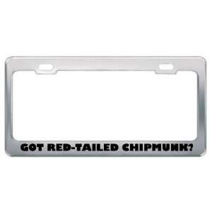 Got Red Tailed Chipmunk? Animals Pets Metal License Plate Frame Holder 